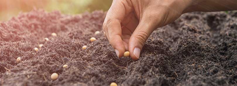 Tohum nedir? Tohum nasıl ekilir ?